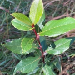 Photinia robusta (Red Leaf Photinia) at Mount Majura - 10 Apr 2024 by waltraud