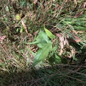 Celtis australis at Mount Majura - 10 Apr 2024