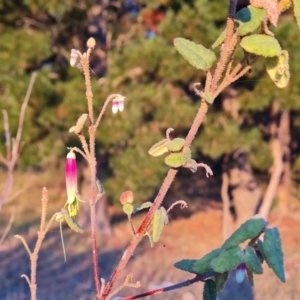 Correa reflexa var. reflexa at Isaacs, ACT - 12 Apr 2024