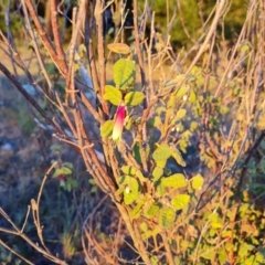 Correa reflexa var. reflexa at Isaacs, ACT - 12 Apr 2024