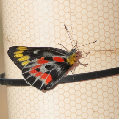 Delias harpalyce (Imperial Jezebel) at Winton North, VIC - 10 Apr 2024 by MichaelWenke