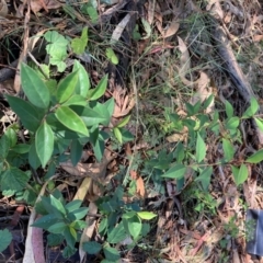 Ligustrum lucidum (Large-leaved Privet) at Hackett, ACT - 10 Apr 2024 by waltraud