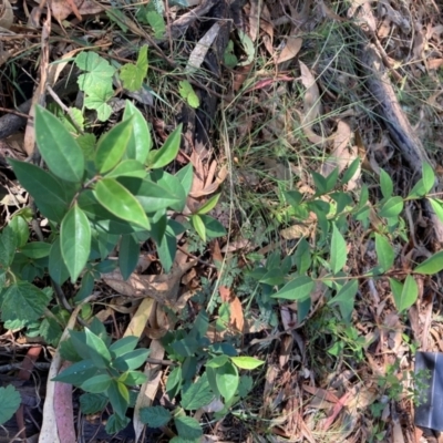 Ligustrum lucidum (Large-leaved Privet) at Mount Majura - 10 Apr 2024 by waltraud