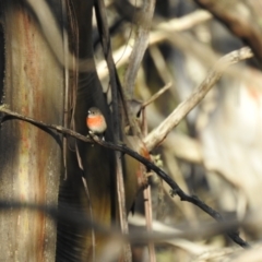 Petroica boodang (Scarlet Robin) at Mt Holland - 10 Apr 2024 by danswell