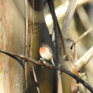 Petroica boodang at Mt Holland - 10 Apr 2024 04:03 PM