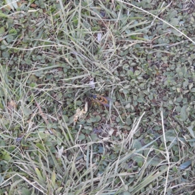 Vespula germanica (German Yellowjacket Wasp (also known as European Wasp)) at Mt Holland - 11 Apr 2024 by danswell