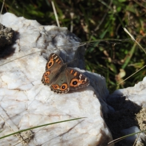 Junonia villida at Mt Holland - 11 Apr 2024