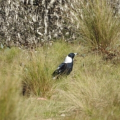 Gymnorhina tibicen (Australian Magpie) at Mt Holland - 11 Apr 2024 by danswell