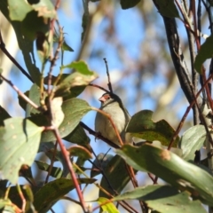 Neochmia temporalis (Red-browed Finch) at Mt Holland - 11 Apr 2024 by danswell