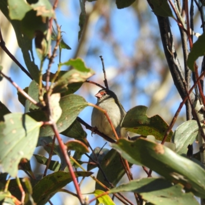 Neochmia temporalis (Red-browed Finch) at Mt Holland - 11 Apr 2024 by danswell