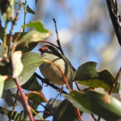 Neochmia temporalis at Mt Holland - 11 Apr 2024