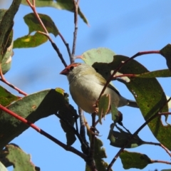 Neochmia temporalis at Mt Holland - 11 Apr 2024