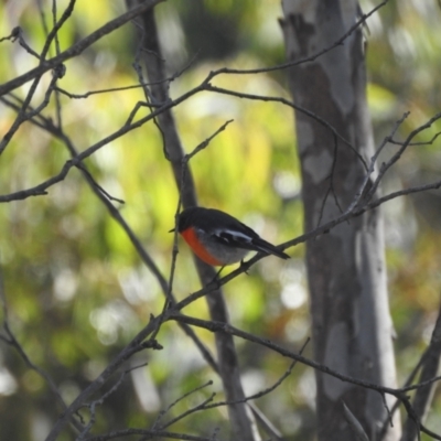 Petroica phoenicea (Flame Robin) at Mt Holland - 11 Apr 2024 by danswell