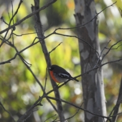 Petroica phoenicea at Mt Holland - 11 Apr 2024 03:03 PM