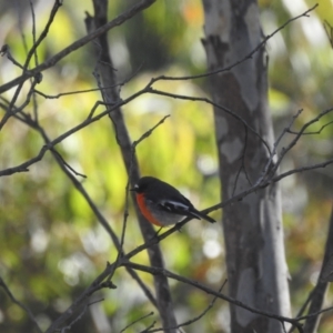 Petroica phoenicea at Mt Holland - 11 Apr 2024 03:03 PM