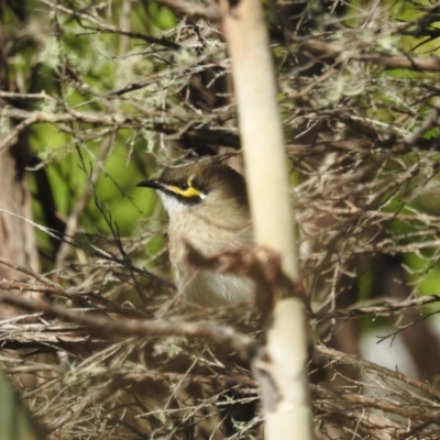 Caligavis chrysops (Yellow-faced Honeyeater) at Mt Holland - 11 Apr 2024 by danswell