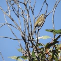 Caligavis chrysops at Mt Holland - 12 Apr 2024