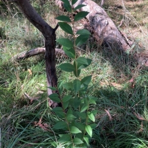 Ligustrum lucidum at Mount Majura - 10 Apr 2024