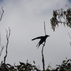 Corvus mellori (Little Raven) at Mt Holland - 12 Apr 2024 by danswell