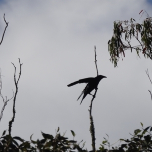 Corvus mellori at Mt Holland - 12 Apr 2024