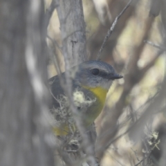 Eopsaltria australis (Eastern Yellow Robin) at Mt Holland - 12 Apr 2024 by danswell