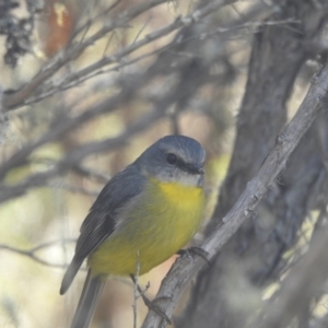 Eopsaltria australis at Mt Holland - 12 Apr 2024