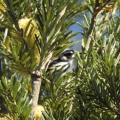 Phylidonyris novaehollandiae (New Holland Honeyeater) at Mt Holland - 12 Apr 2024 by danswell