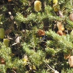 Phylidonyris novaehollandiae at Mt Holland - 12 Apr 2024