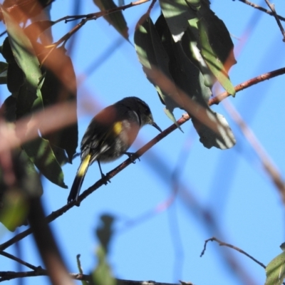 Phylidonyris pyrrhopterus (Crescent Honeyeater) at Mt Holland - 12 Apr 2024 by danswell