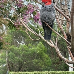 Callocephalon fimbriatum (Gang-gang Cockatoo) at Mount Ainslie to Black Mountain - 15 Jan 2024 by ian.brumby