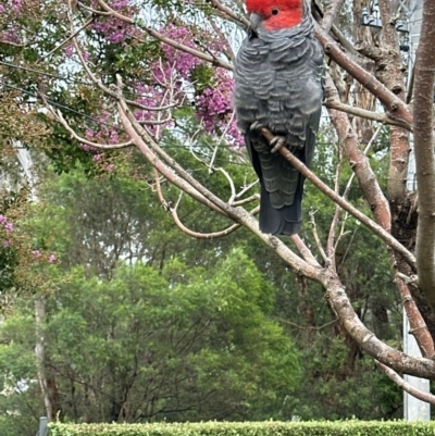 Callocephalon fimbriatum (Gang-gang Cockatoo) - 1 Jan 1900 by ian.brumby