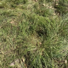 Nassella neesiana (Chilean Needlegrass) at Mount Majura - 10 Apr 2024 by waltraud