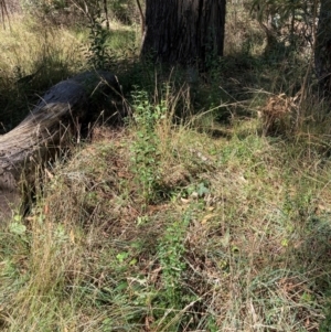 Ligustrum lucidum at Mount Majura - 10 Apr 2024