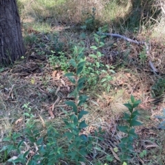 Ligustrum lucidum (Large-leaved Privet) at Mount Majura - 10 Apr 2024 by waltraud