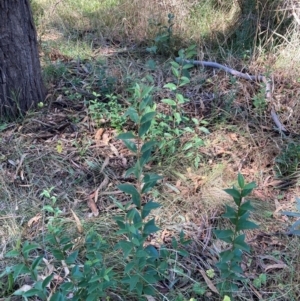 Ligustrum lucidum at Mount Majura - 10 Apr 2024