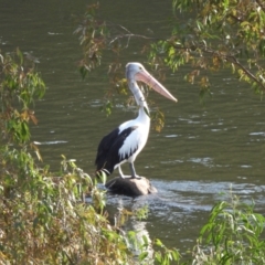Pelecanus conspicillatus (Australian Pelican) at Burrinjuck, NSW - 12 Apr 2024 by sduus