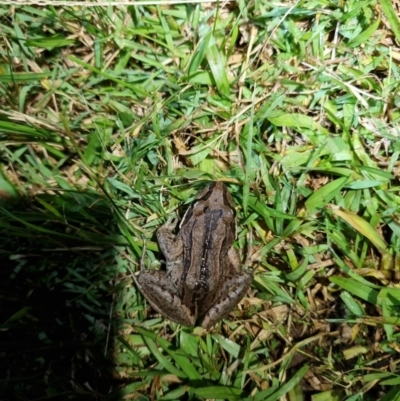 Limnodynastes peronii (Brown-striped Frog) at Kioloa, NSW - 12 Apr 2024 by jpittock