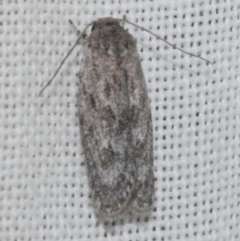 Agriophara undescribed species (A Flat-bodied moth (Depressidae)) at Freshwater Creek, VIC - 25 Feb 2024 by WendyEM