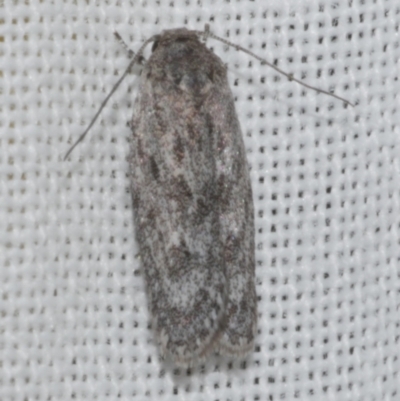 Agriophara undescribed species (A Flat-bodied moth (Depressidae)) at Freshwater Creek, VIC - 25 Feb 2024 by WendyEM