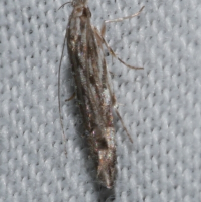 Trachydora (genus) (A Gelechioid moth) at Freshwater Creek, VIC - 25 Feb 2024 by WendyEM
