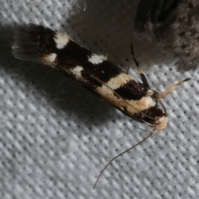 Macrobathra bigerella (Cosmopteriginae) at Freshwater Creek, VIC - 25 Feb 2024 by WendyEM