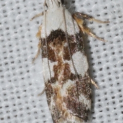 Ardozyga abruptella (A Gelechioid moth) at Freshwater Creek, VIC - 25 Feb 2024 by WendyEM