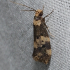 Sphyrelata amotella (A Concealer moth (Barea Group) at Freshwater Creek, VIC - 26 Feb 2024 by WendyEM