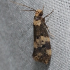 Sphyrelata amotella (A Concealer moth) at Freshwater Creek, VIC - 25 Feb 2024 by WendyEM