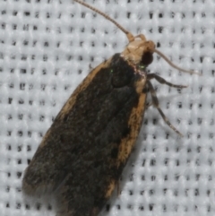 Hoplostega ochroma (a Eulechria Group moth) at Freshwater Creek, VIC - 25 Feb 2024 by WendyEM