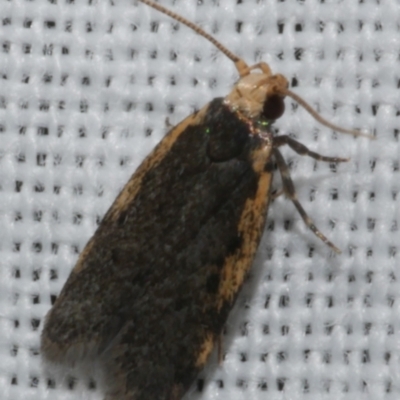 Hoplostega ochroma (a Eulechria Group moth) at Freshwater Creek, VIC - 25 Feb 2024 by WendyEM