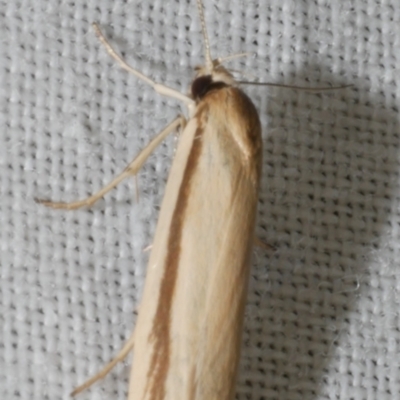 Palimmeces pseudomorpha at Freshwater Creek, VIC - 25 Feb 2024 by WendyEM