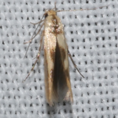 Stathmopoda lethonoa (Stathmopoda lethonoa) at Freshwater Creek, VIC - 25 Feb 2024 by WendyEM