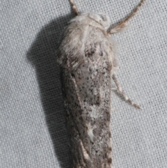 Cryptophasa irrorata (A Gelechioid moth (Xyloryctidae)) at Freshwater Creek, VIC - 25 Feb 2024 by WendyEM