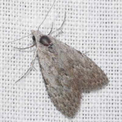 Nola pleurosema (Plain Tuft-moth) at Freshwater Creek, VIC - 25 Feb 2024 by WendyEM